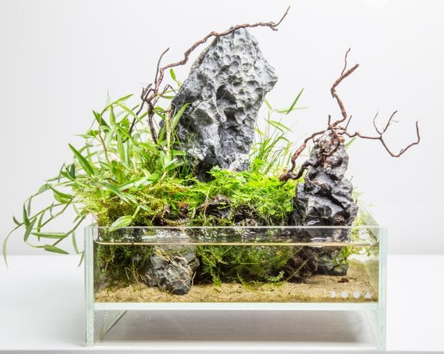 DOOA Aquaterrarium