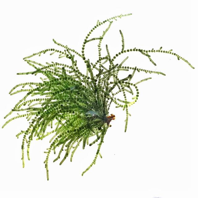 Froschlaichalge Makro