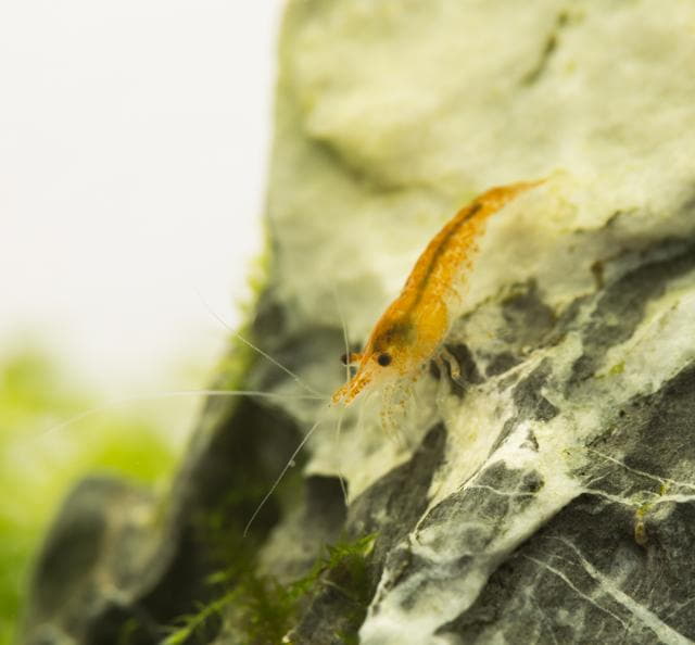 Zwerggarnele im Mini M