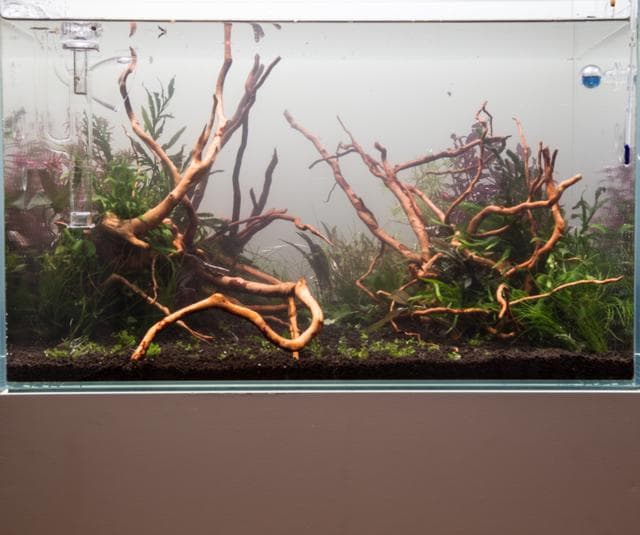 Aquarium in Betrieb nehmen