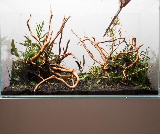 Hintergrundpflanzen einsetzen