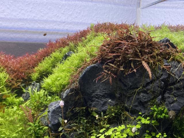 Rotala im Hintergrund