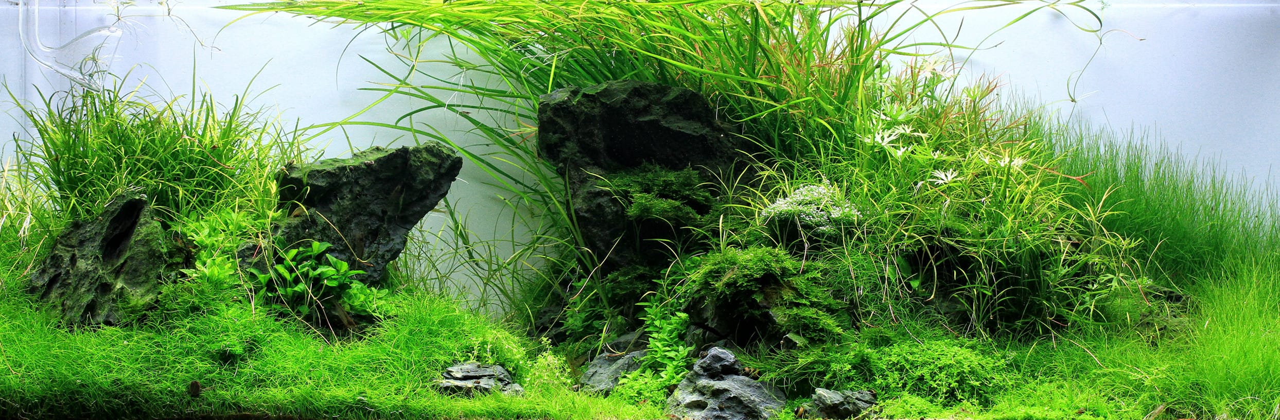 Aquascaping Aquarium