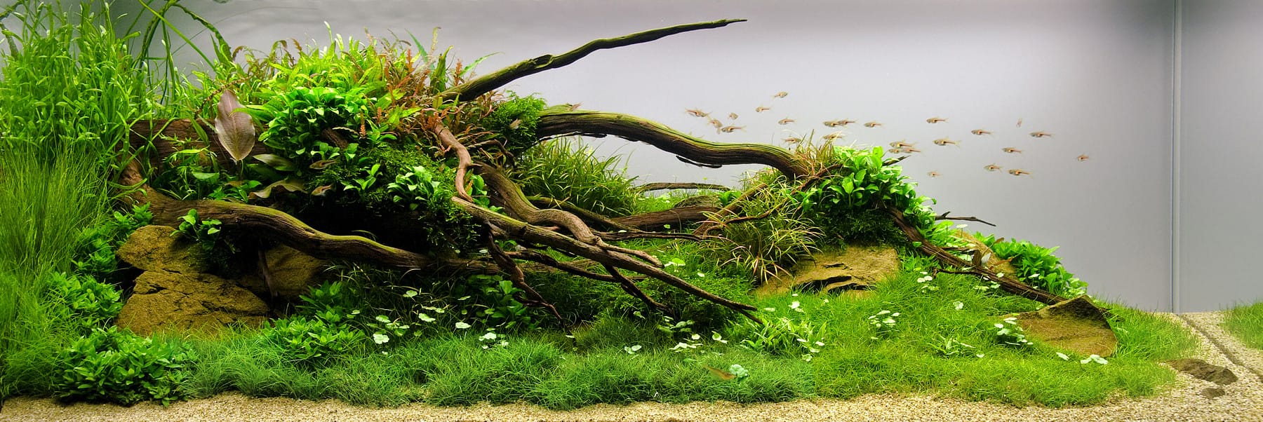 Aquascaping Aquarium