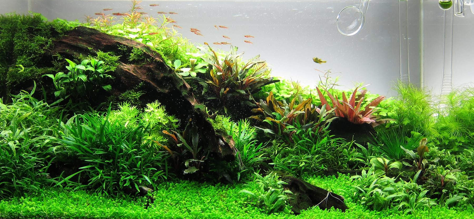 Aquascaping Aquarium