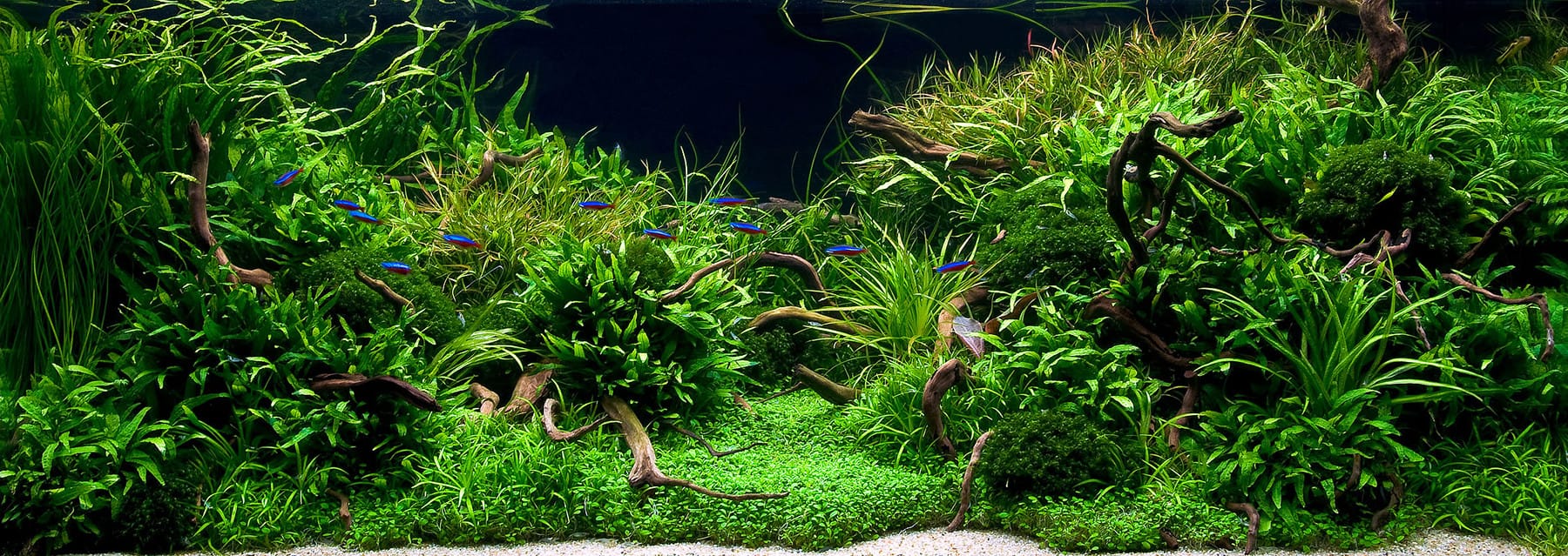 Aquascaping Aquarium