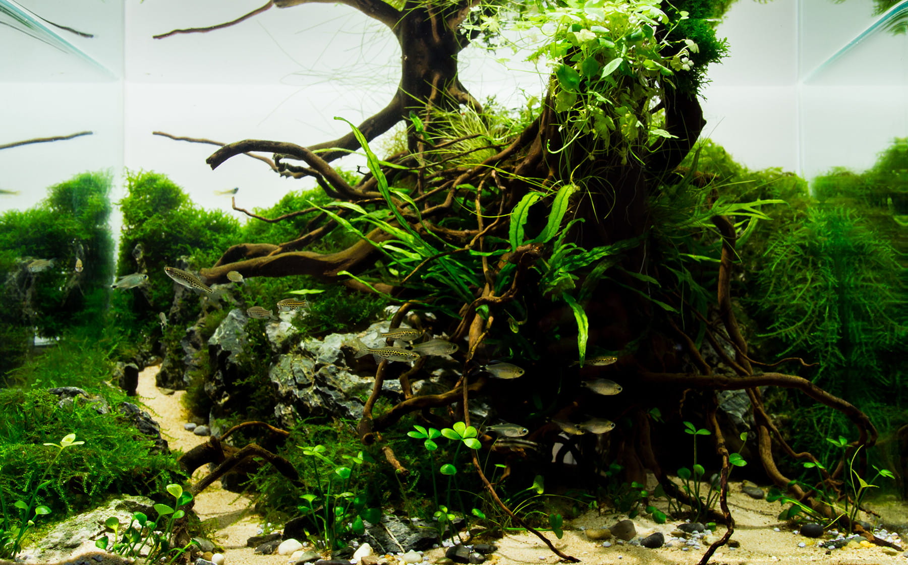 Aquascaping Aquarium