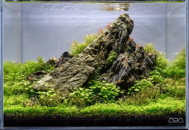 Tono Dressen - Iwagumi