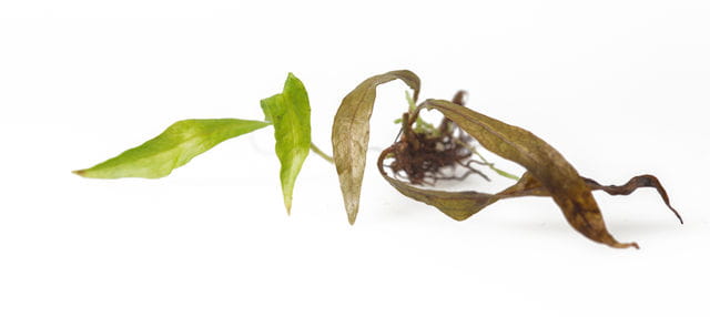 Frostschaden Javafarn