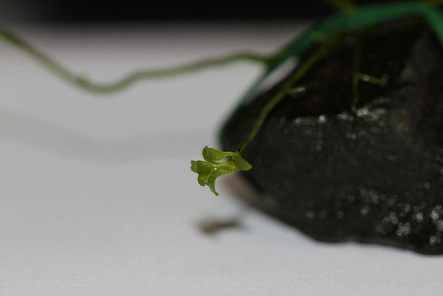 Bucephalandra Jungpflanze