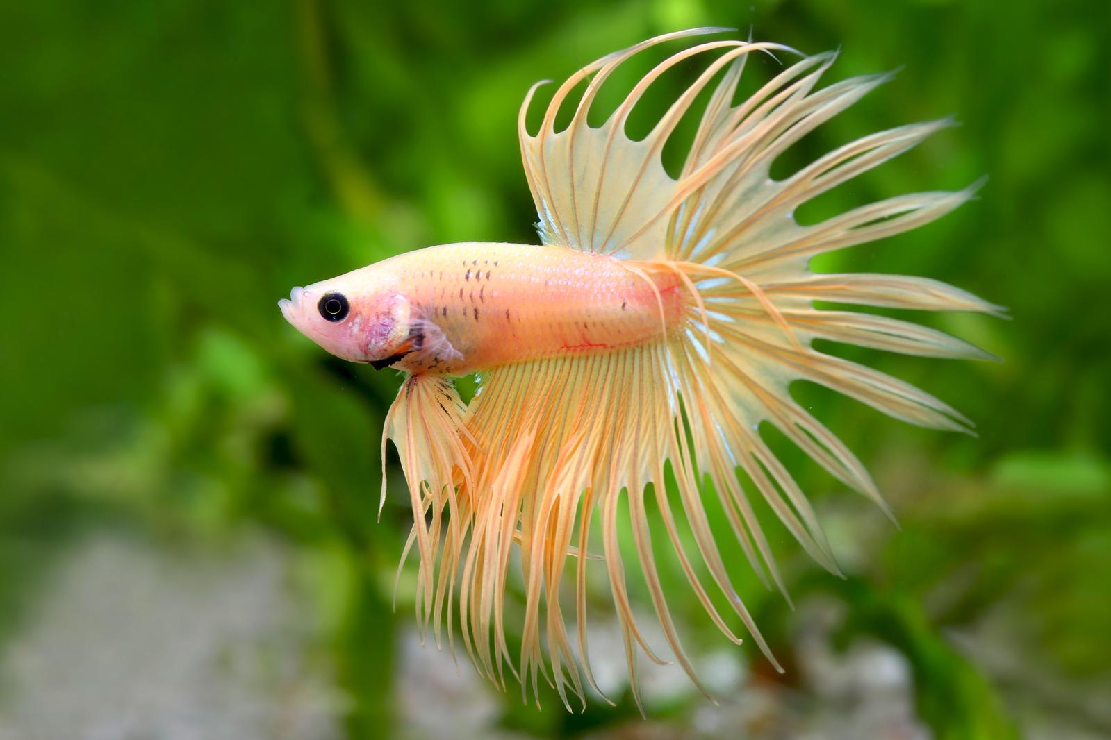Das KampffischAquarium Aquasabi Aquasabi Aquarium Shop