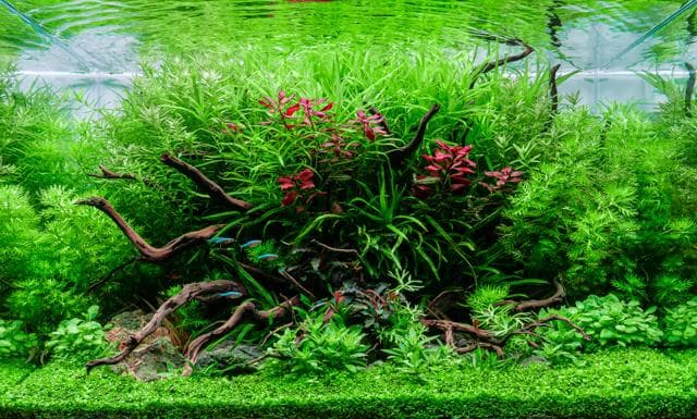 Aquascape von Karsten Duenne