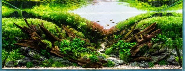 Aquascape von Karsten Duenne