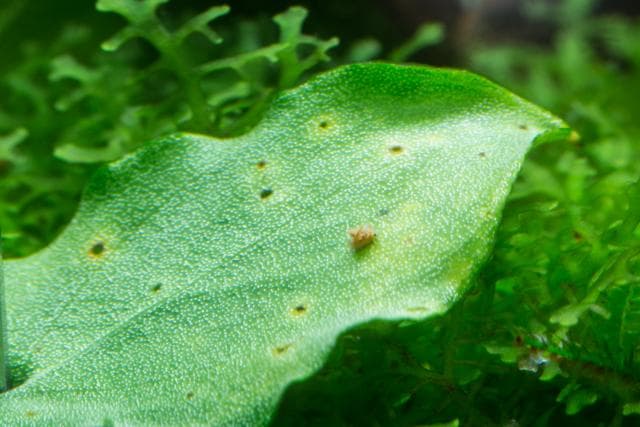 Nekrosen im Blatt
