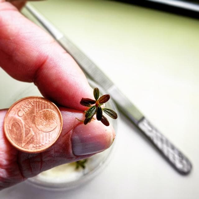 Tono Dressen - kleine Bucephalandra