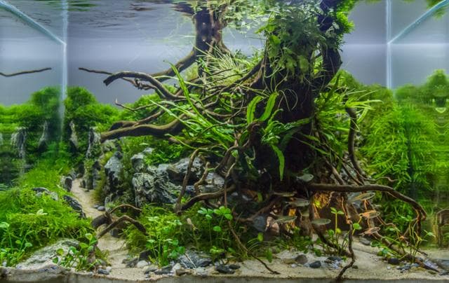 Fische unter warmen Licht