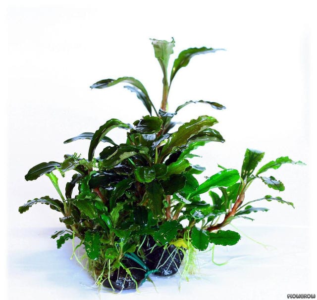 Bucephalandra bukit kelam sintang