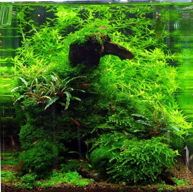 Bucephalandra im Aquarium