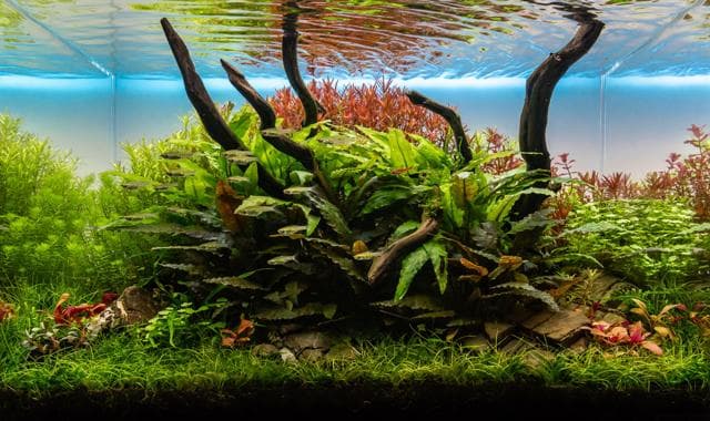 Naturaquarium Thorsten Peetz