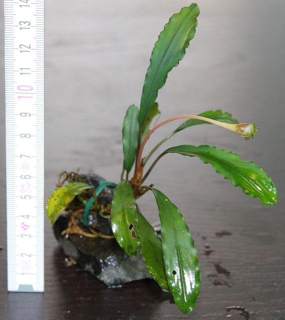 Bucephalandra pancuraji