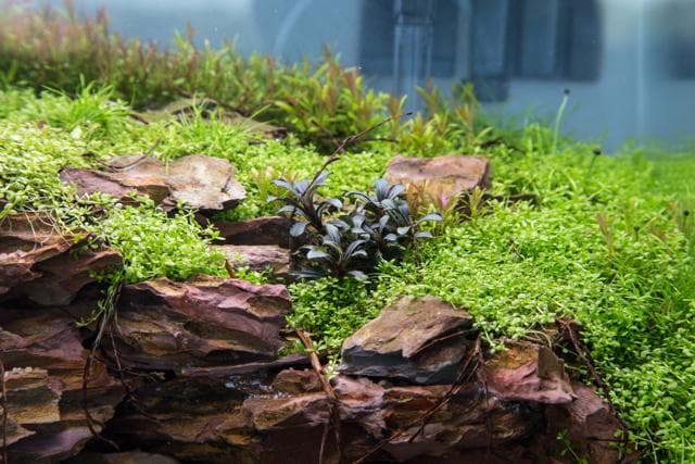 Details in der Bepflanzung