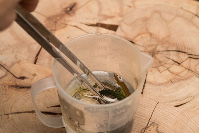 Bucephalandra einlegen - Teil 2