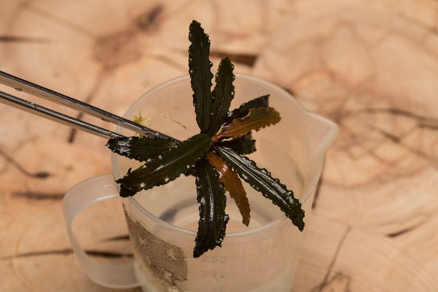 Bucephalandra einlegen - Teil 1