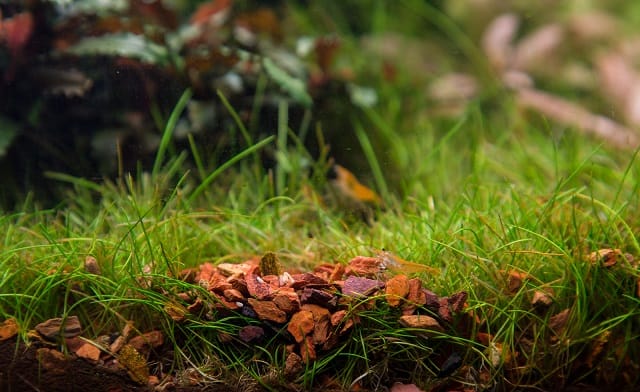 Eleocharis mit Kies beschweren