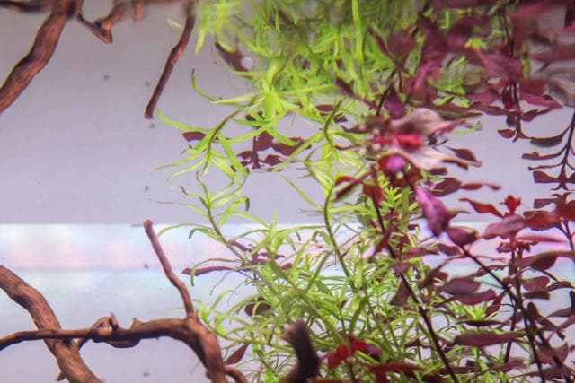 Pflanzen an der Wasseroberfläche