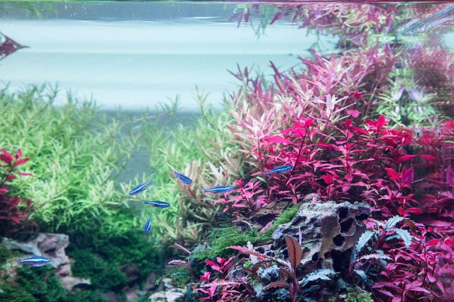 Preset Bucephalandra