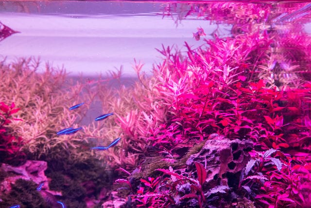 Preset rot