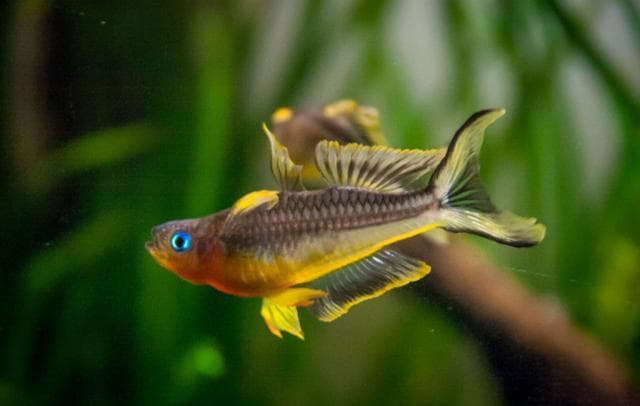 Pseudomugil furcatus