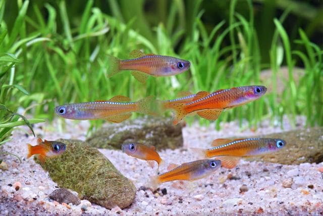 Pseudomugil luminatus