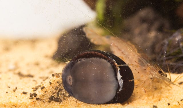 Wie Viele Rennschnecken Ins Aquarium