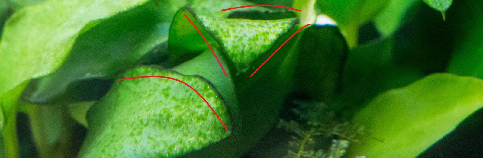 Rhodophyta Nahaufnahme