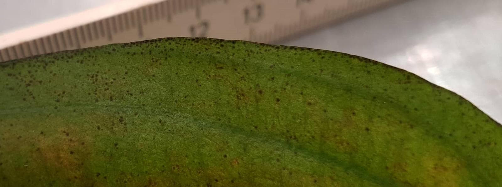 Rhodophyta sp. 2 Aquasabi Aquasabi Aquarium Shop