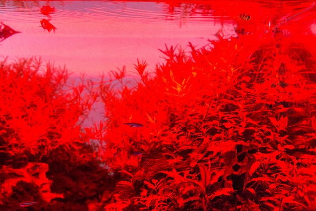 nur rote LEDs