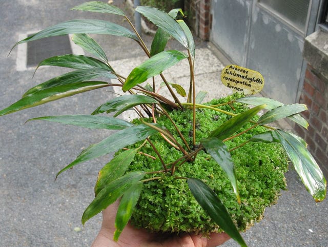 Schismatoglottis roseospatha