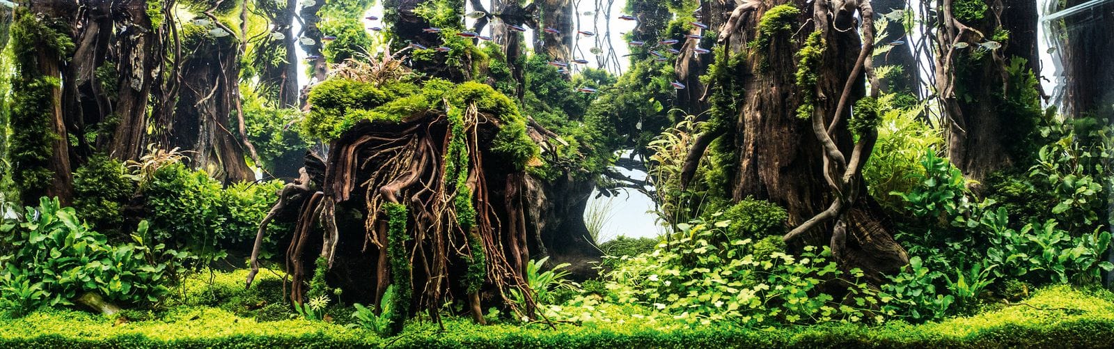 Junmiao Xu Seclusion