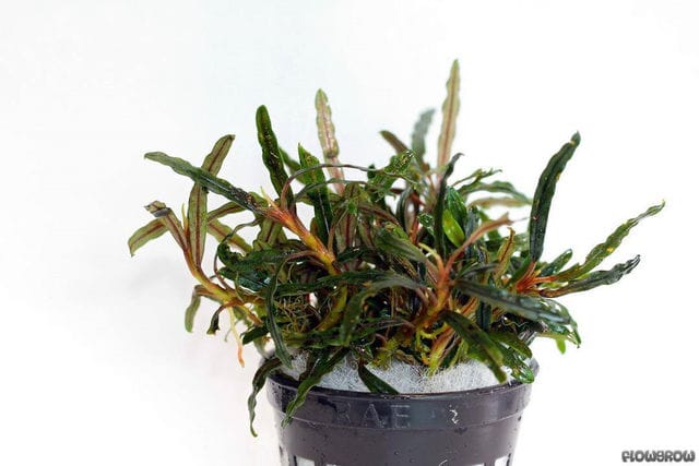 Bucephalandra sekadau