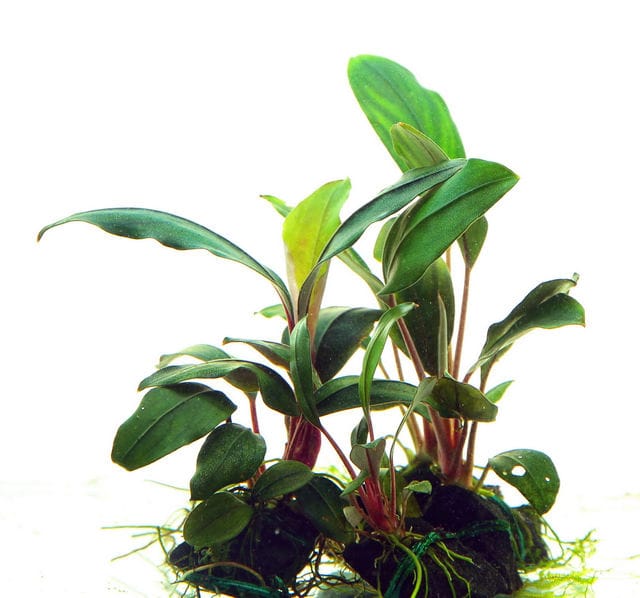 Bucephalandra serian