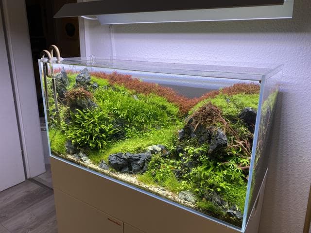 Florian Breindl Seitenansicht Aquascape