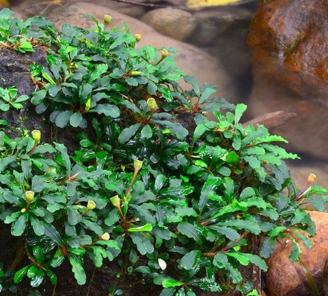 Bucephalandra sintang