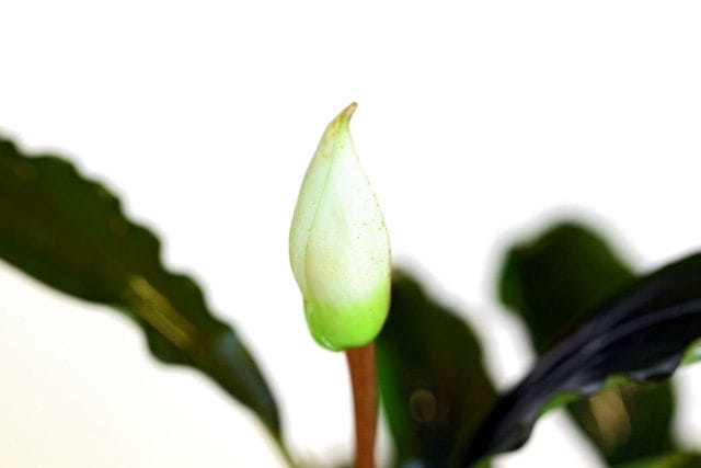 Bucephalandra sintang