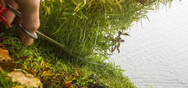 Pflanzen trimmen