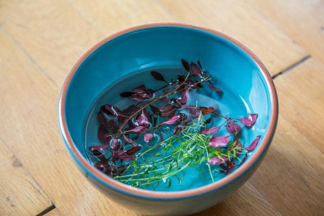 Wasserpflanzen lagern