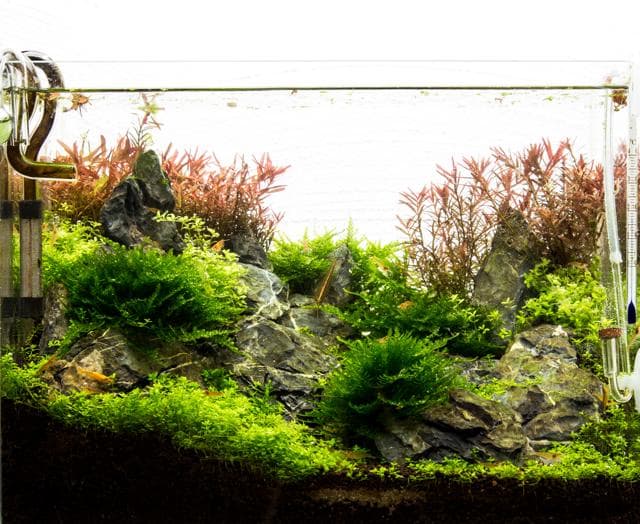 Mini M Update nach 6 Wochen