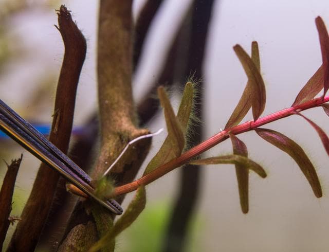 Algen in der Einfahrphase