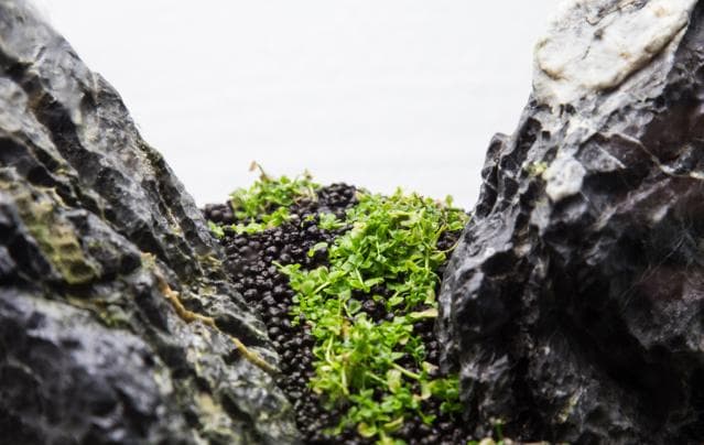 Bodendecker im Wachstum