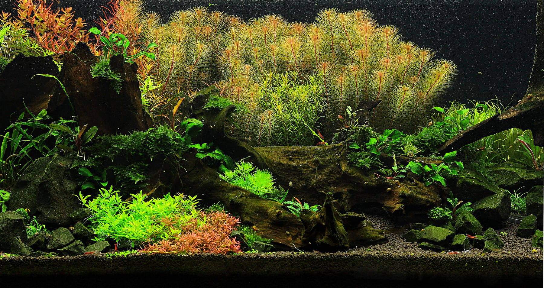 Aquascaping Aquarium